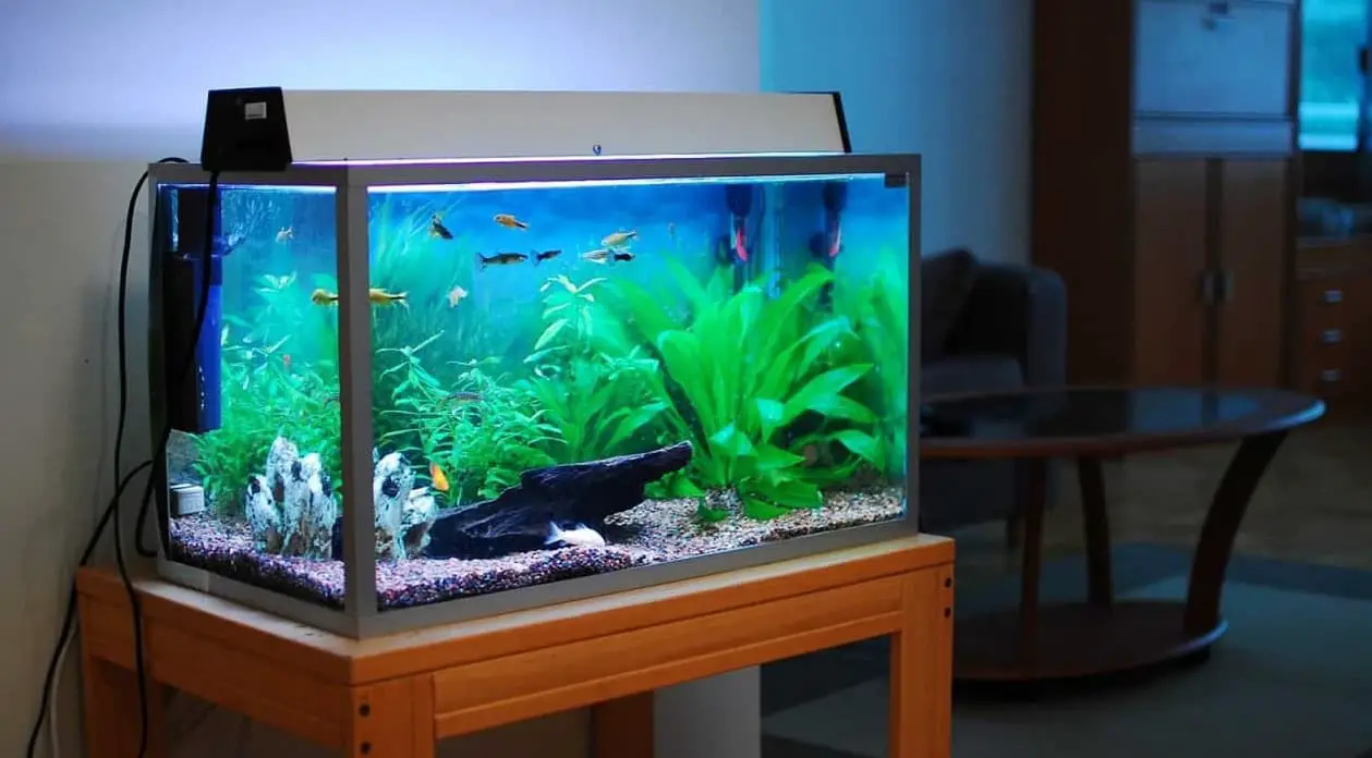 Best Small Aquarium
